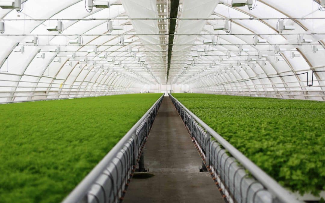 The Future of Sustainable Urban Farming with Vertical Farming in the United  States