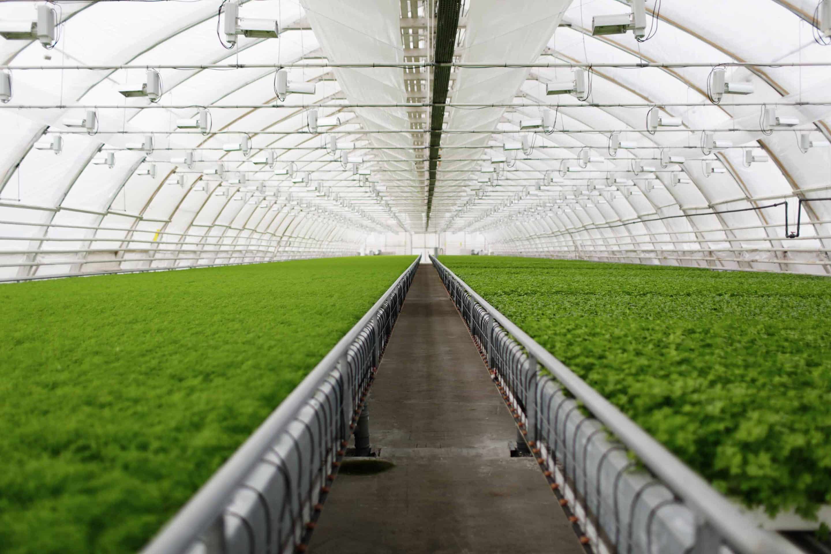The Future of Sustainable Urban Farming with Vertical Farming in the United  States